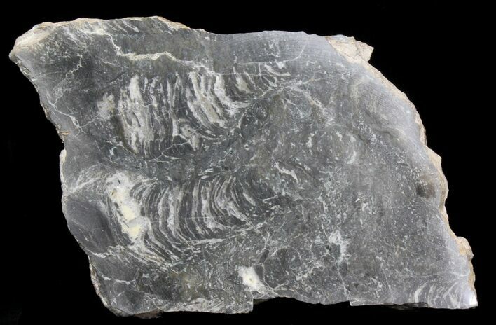 Polished Stromatolite (Minjaria) - Russia - Million Years #41847
